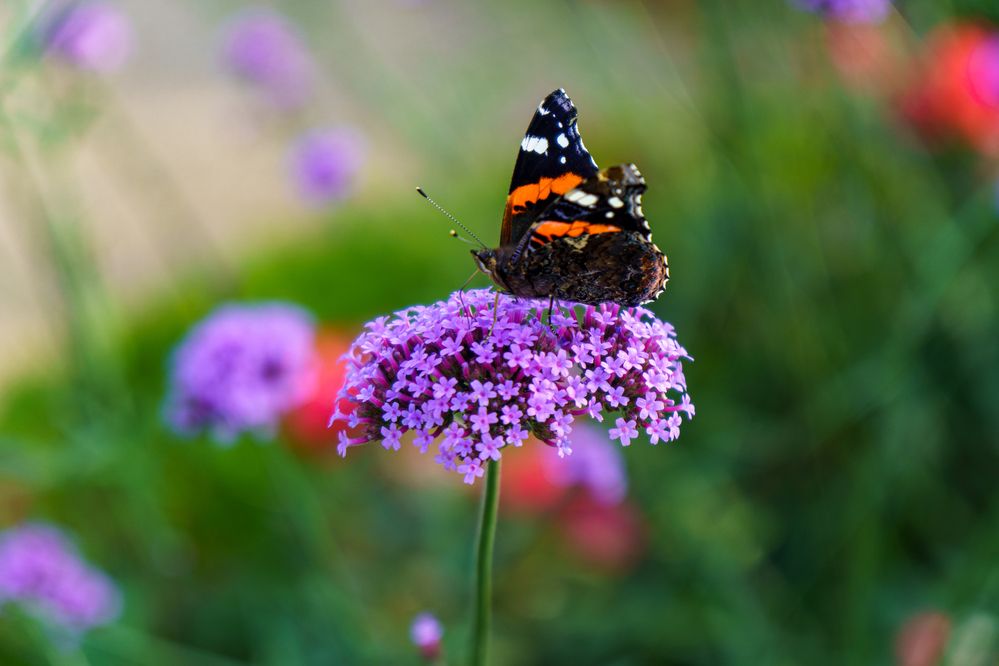 Photograph by Добродий Михаил