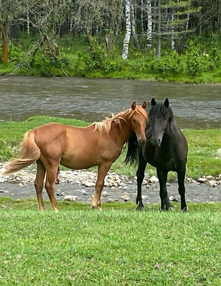 Фотография автора Галина Шиманцова