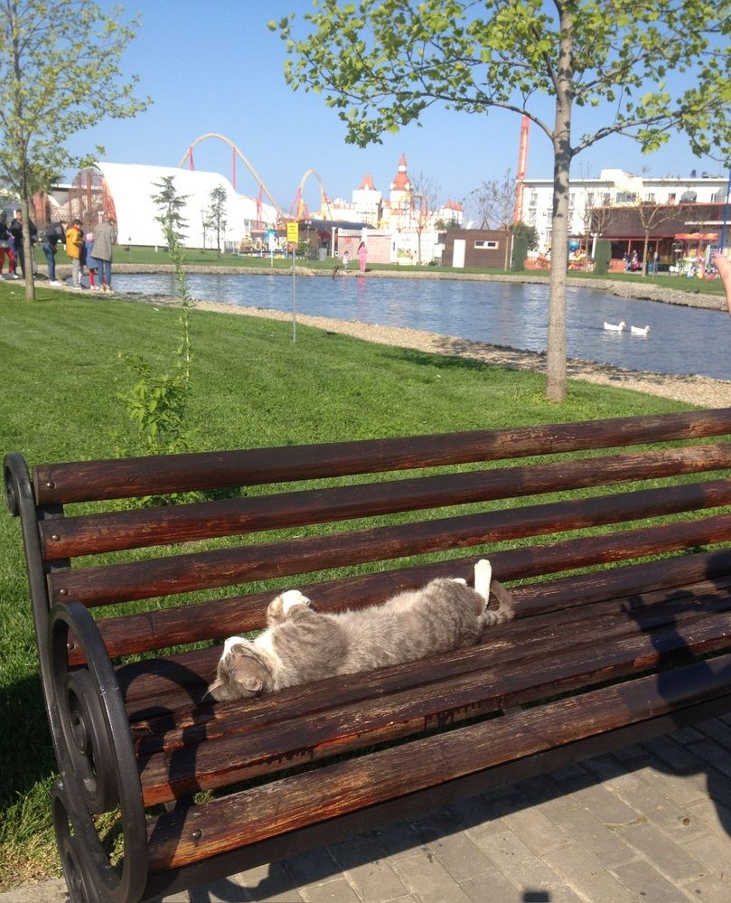 Фотография автора Галина Шиманцова