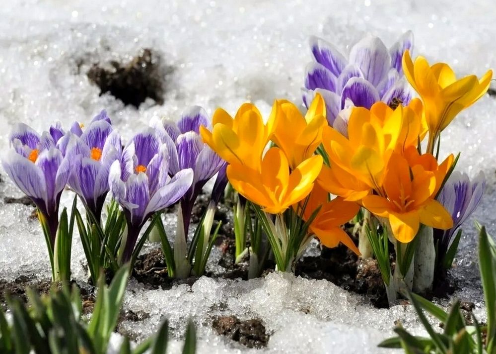 Не страшен снег и холод