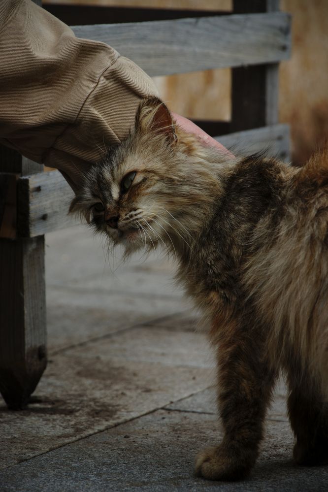 Photograph by Вероника Фликова