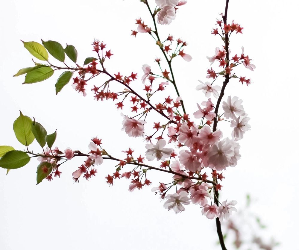 Photograph by Елена Данченко