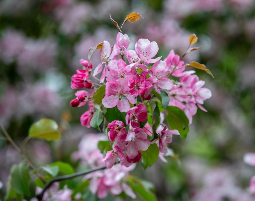 Photograph by Елена Данченко