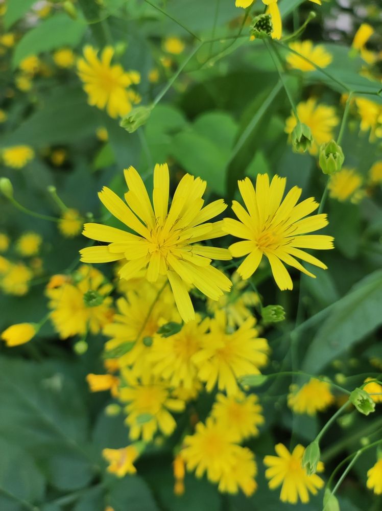 Желтые снежинки