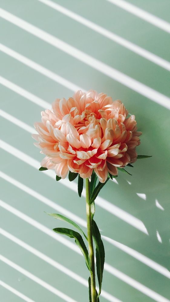 Photograph by Алла Шаталова