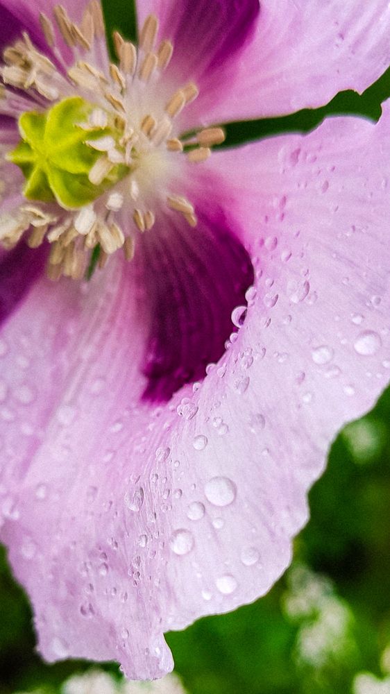 Photograph by Евгения Гродинская