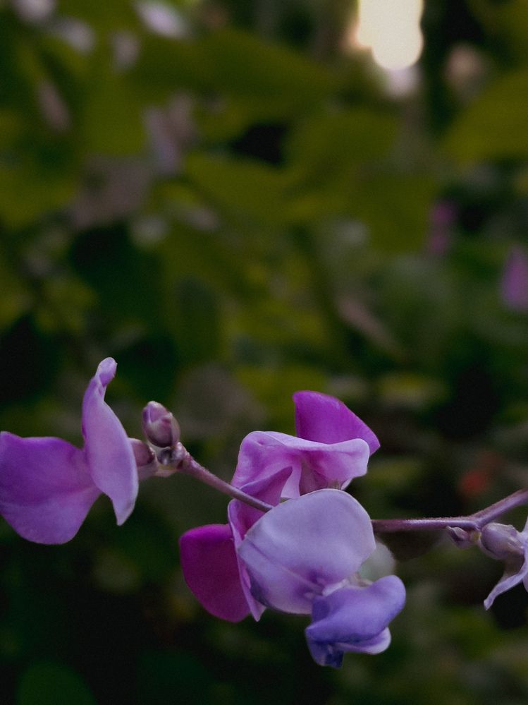 Фотография автора Elena Safarova