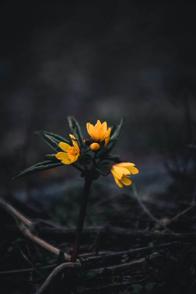 Фотография автора Данил Дорошенко