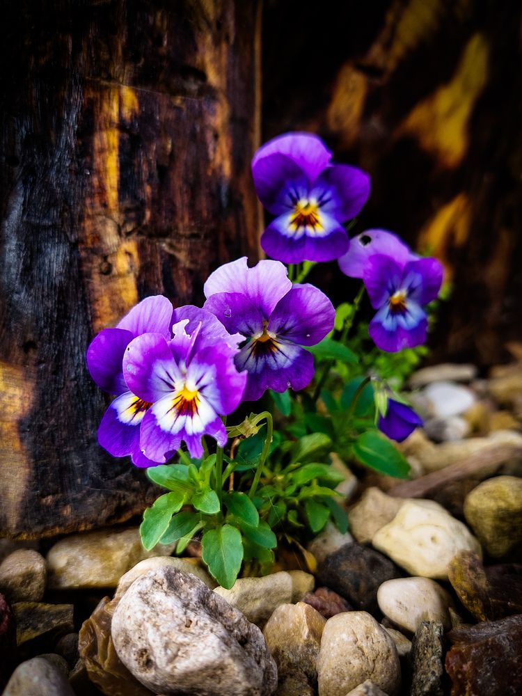 Фотография автора Виталий Петров