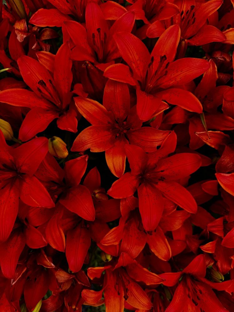 Фотография автора Илиза Майнурова