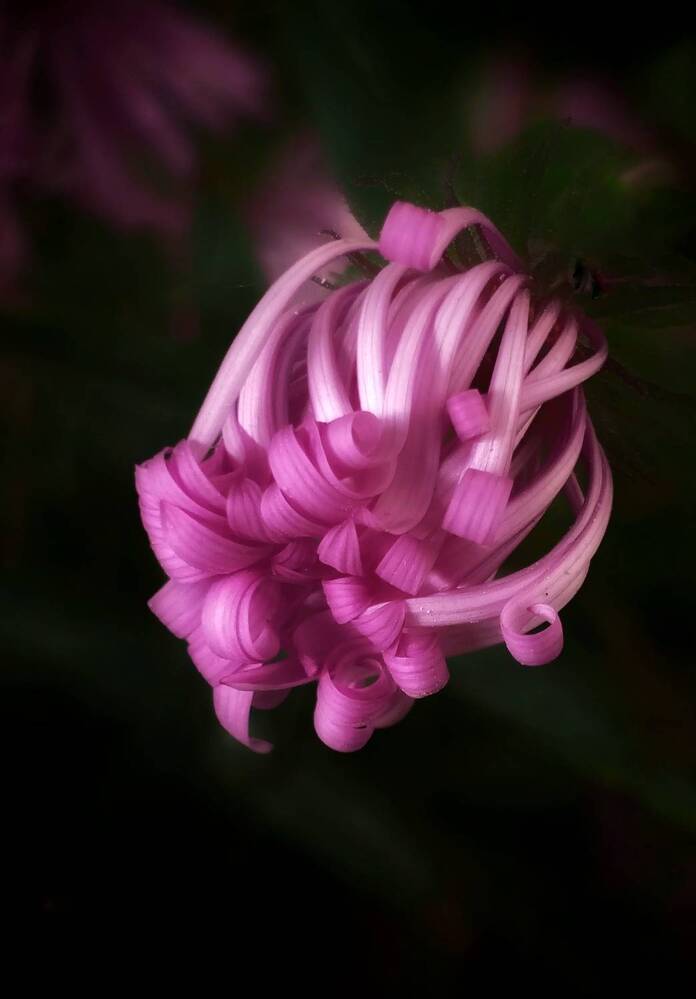 Photograph by Ольга Куцева