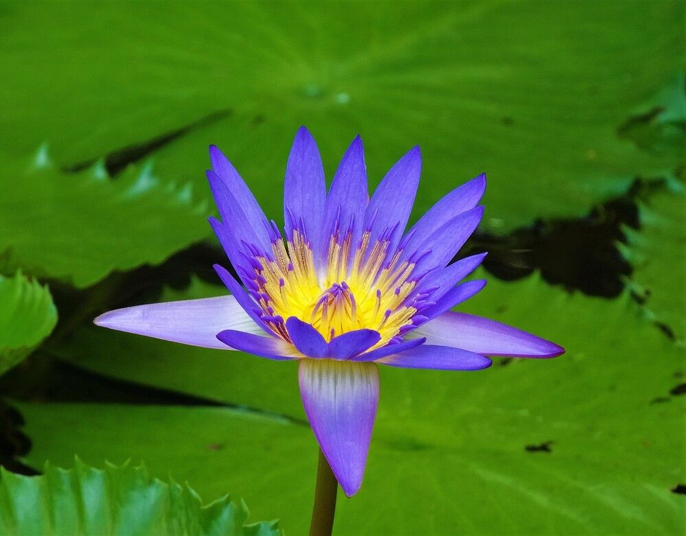 Photograph by Василь Гареев