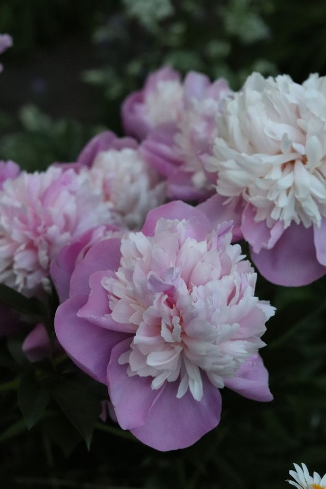 Фотография автора Лилия Хохлова