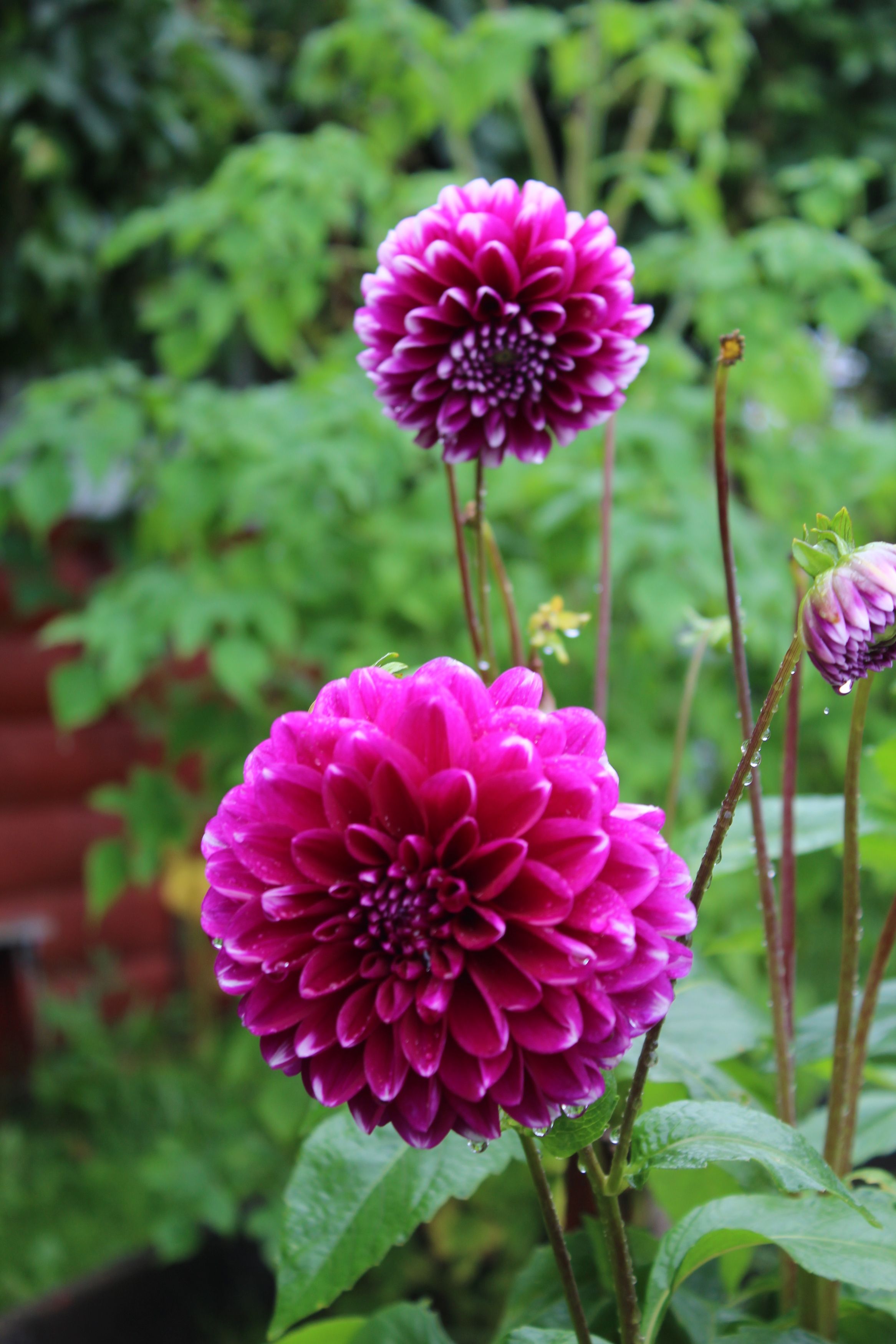 Фотография автора Natalia Khodina