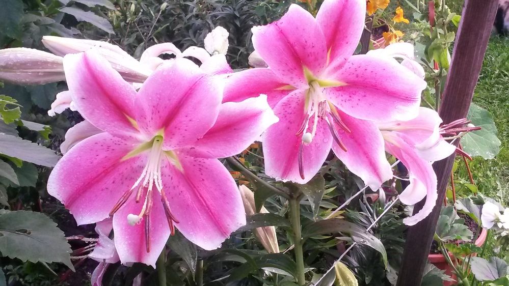 Фотография автора Natalia Khodina