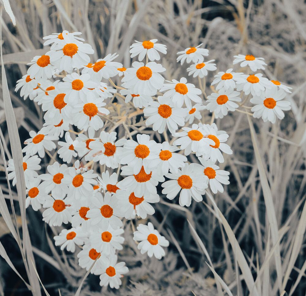 Photograph by Альберт Габбасов