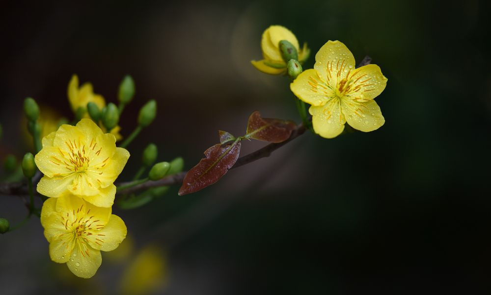 Photograph by Tam Phan Minh Minh