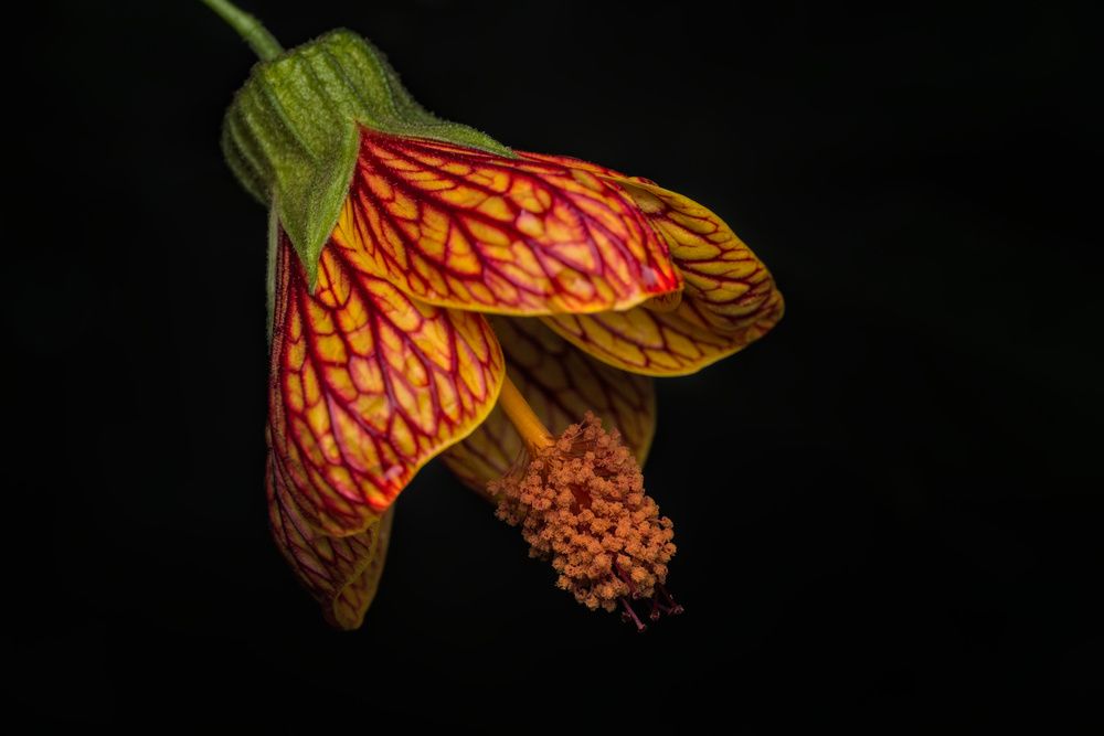 Фотография автора Gerardo Sánchez