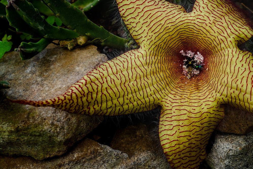 Фотография автора Gerardo Sánchez