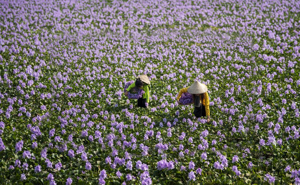 Photograph by Tam Phan Minh Minh