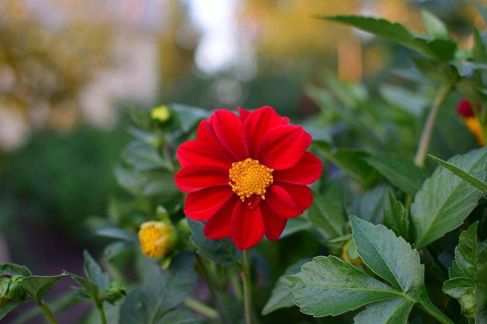 Фотография автора Дмитрий Герасимов