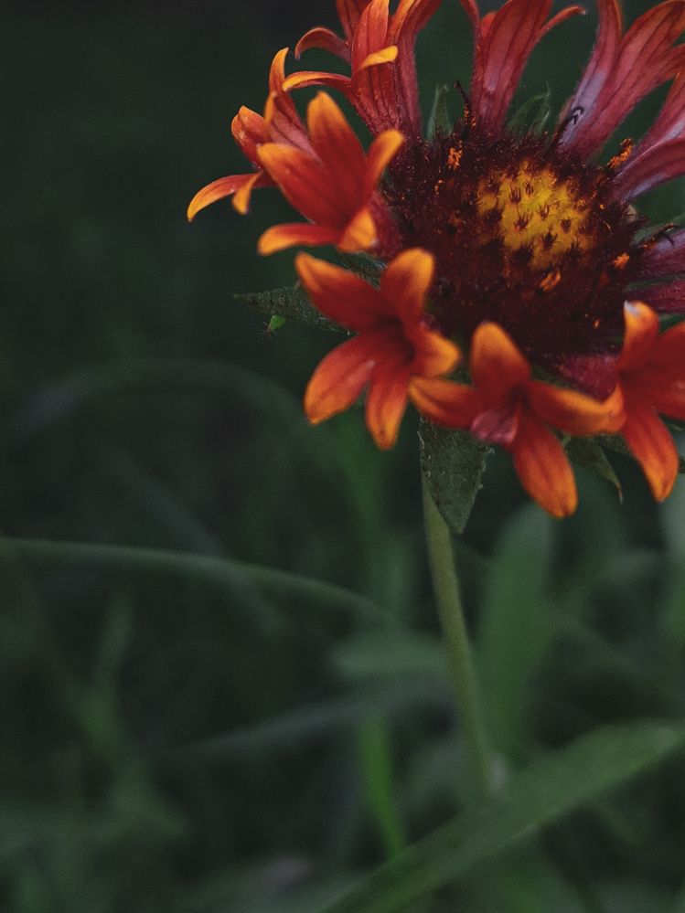 Фотография автора Elena Safarova