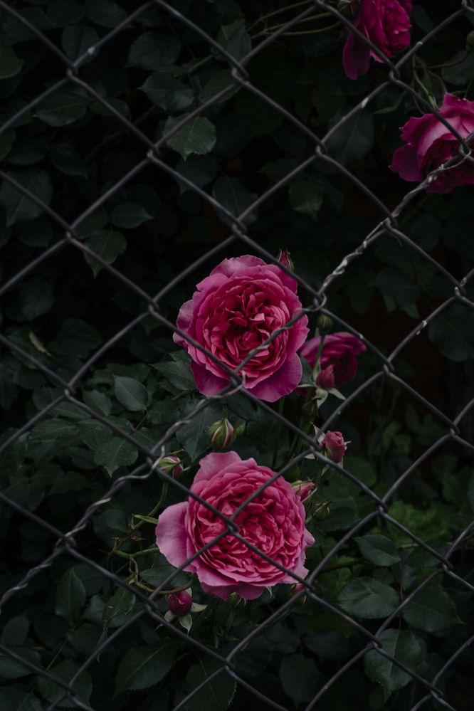 Photograph by Виктория