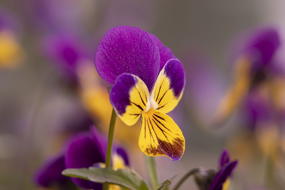 Photograph by Бурикова Екатерина