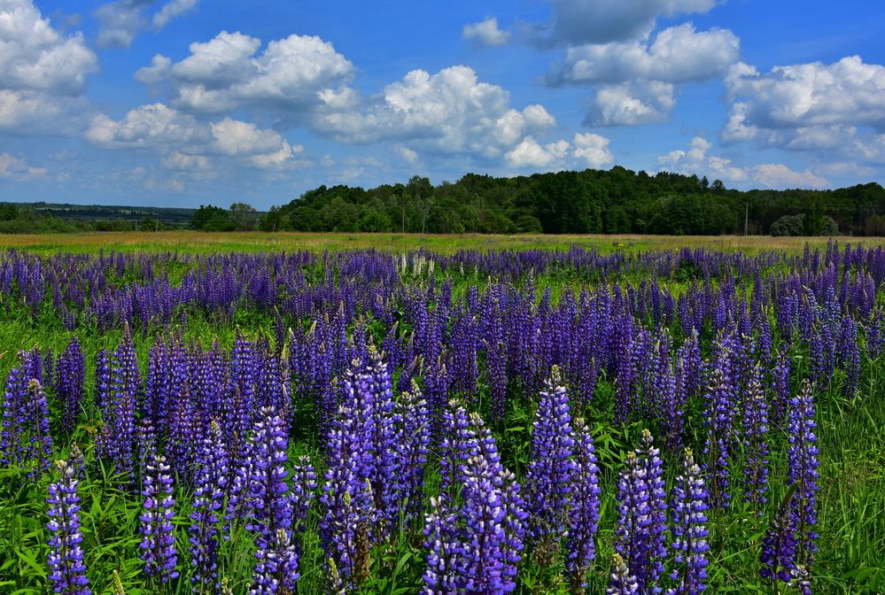 Photograph by Ирина Алексеева