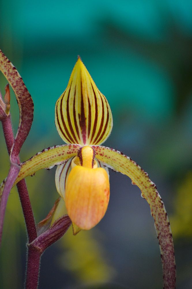 Photograph by Santanu Datta