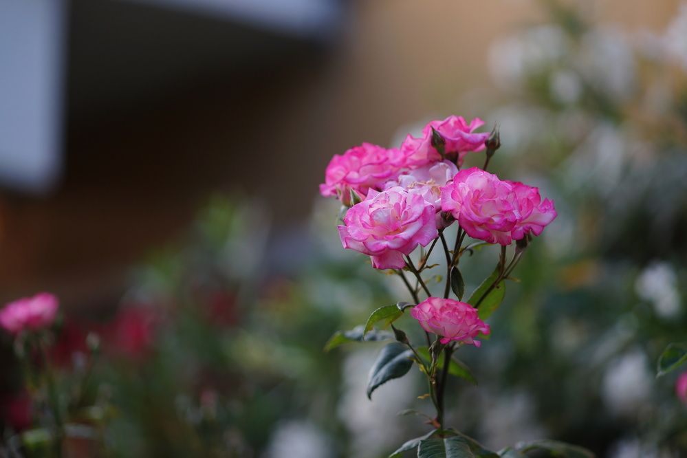 Фотография автора Дмитрий Герасимов