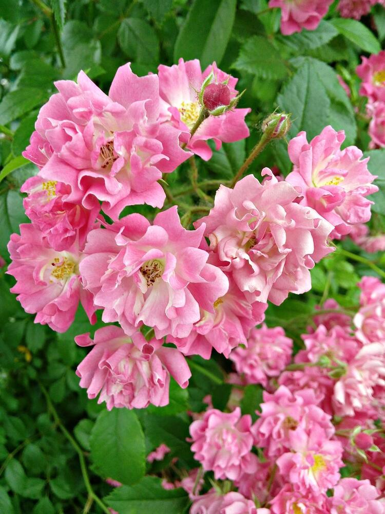 Photograph by Нина Романюк