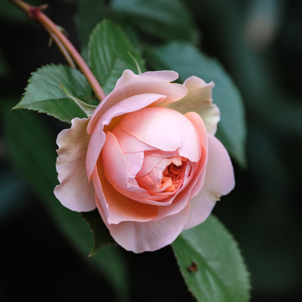 Photograph by Anastasia