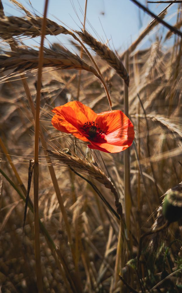 Фотография автора Геннадий Ломеко