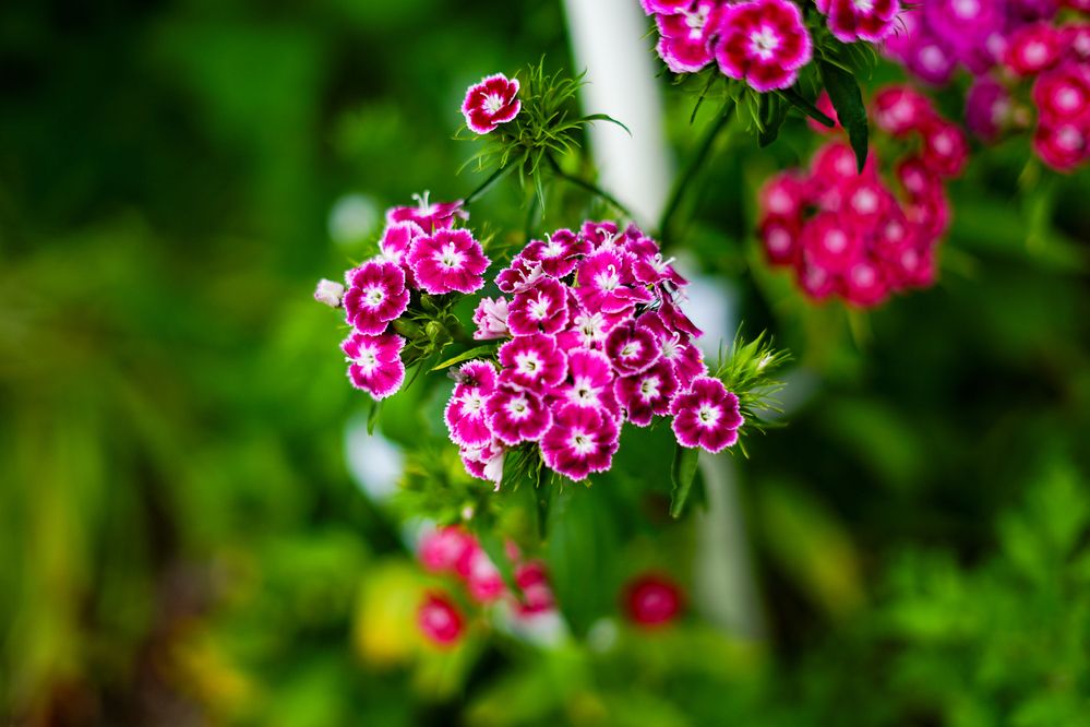 Photograph by Dark Ambient