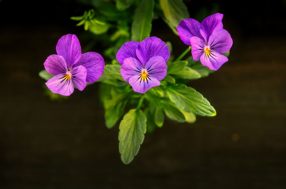 Photograph by Kulikova Albina