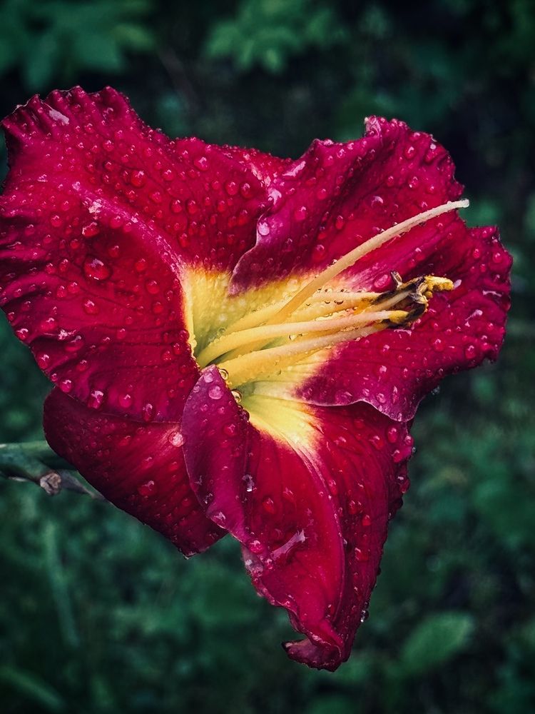 Фотография автора Evgeniya Ivanova