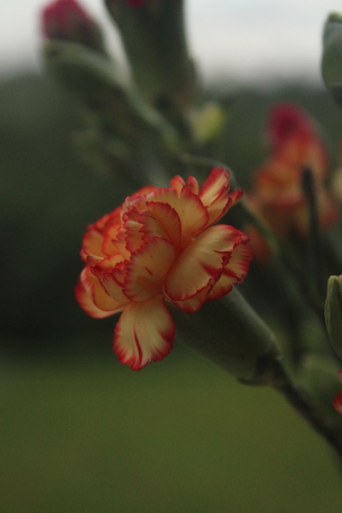 Photograph by Farah Ali