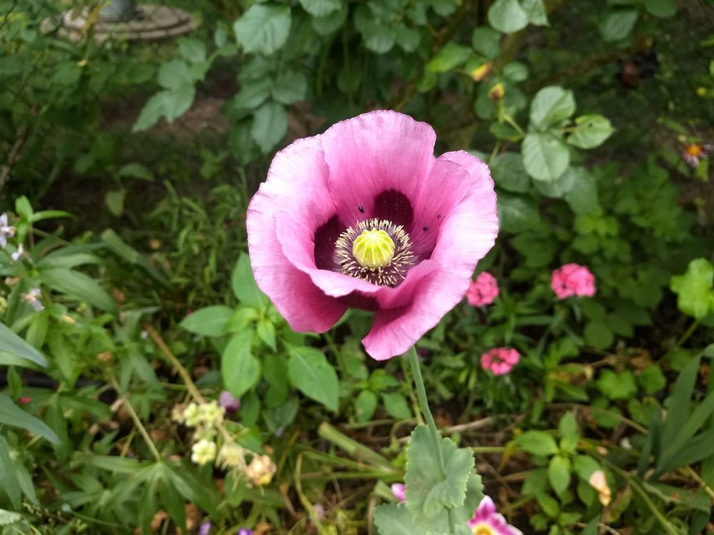 Photograph by Rosane Cortez