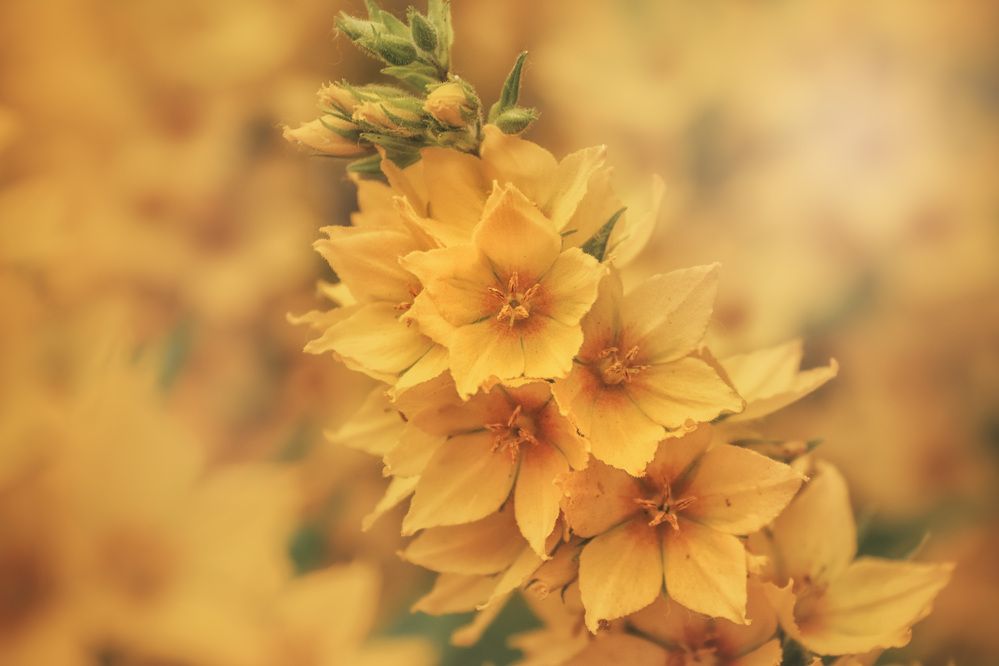 Photograph by Светлана Инькова