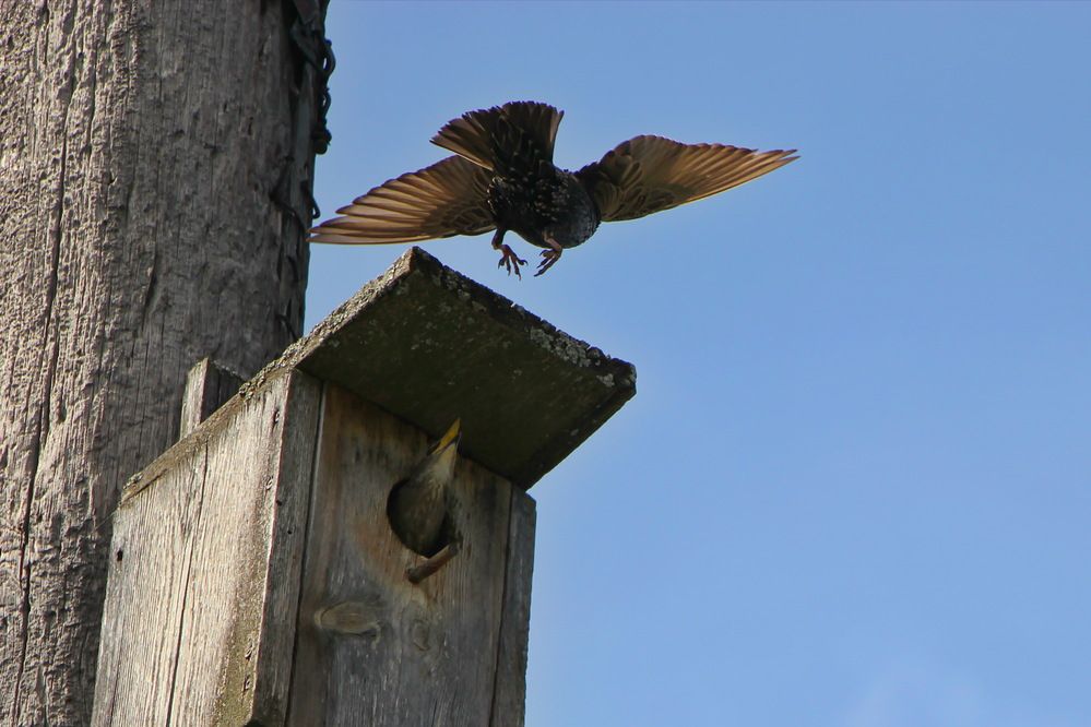\"Завтрак прилетел\".