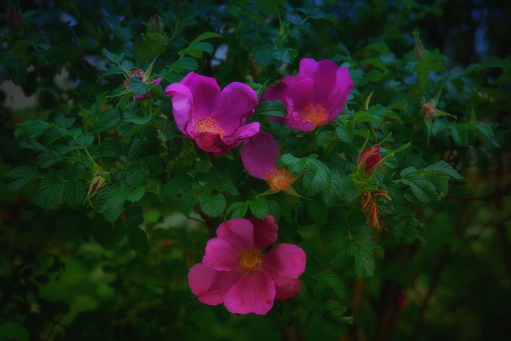 Photograph by Феофанов Николай