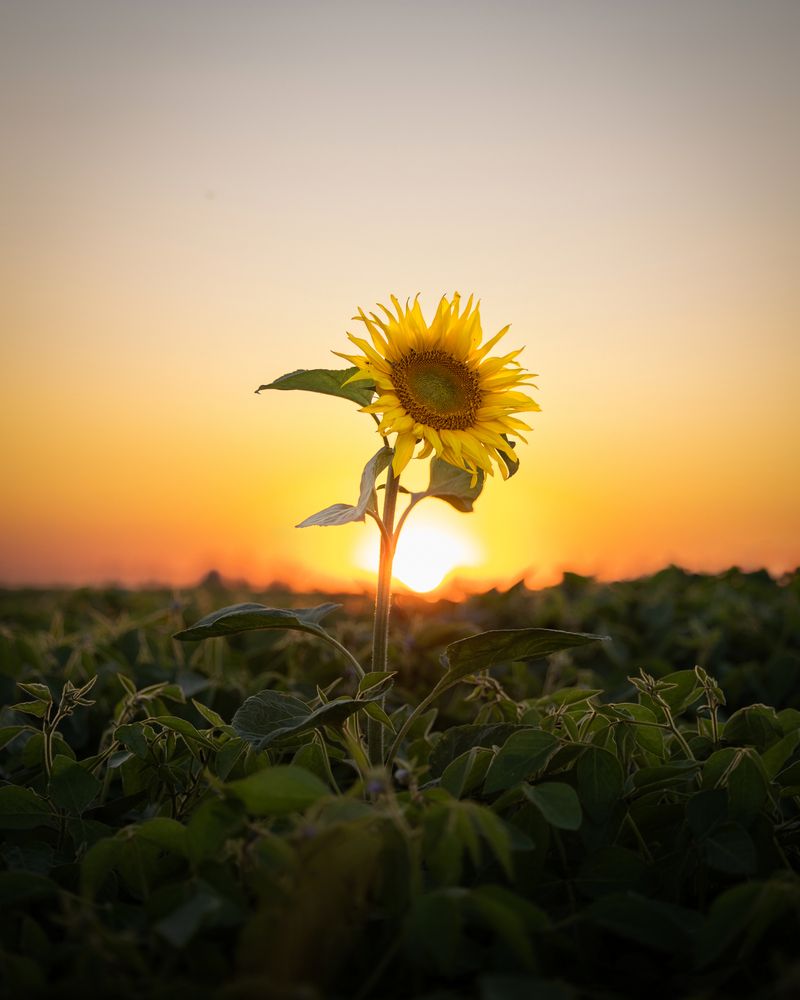 Photograph by Александр Купцов