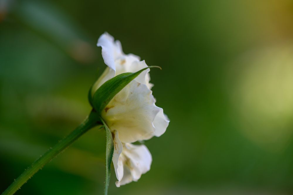 Белая Роза крупный план