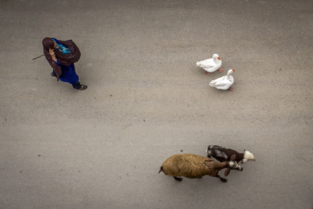 Photograph by Reza Zanganeh