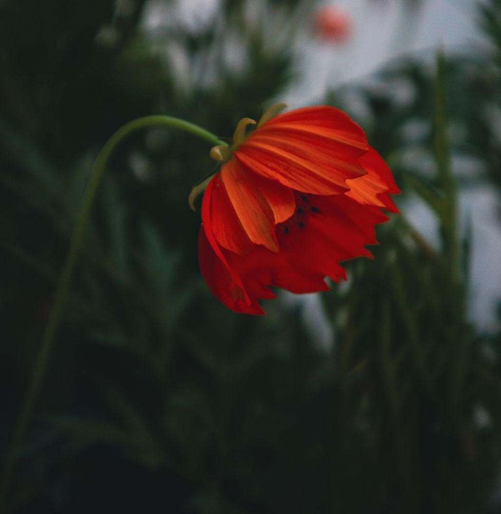 Photograph by Наиля Ахмедова