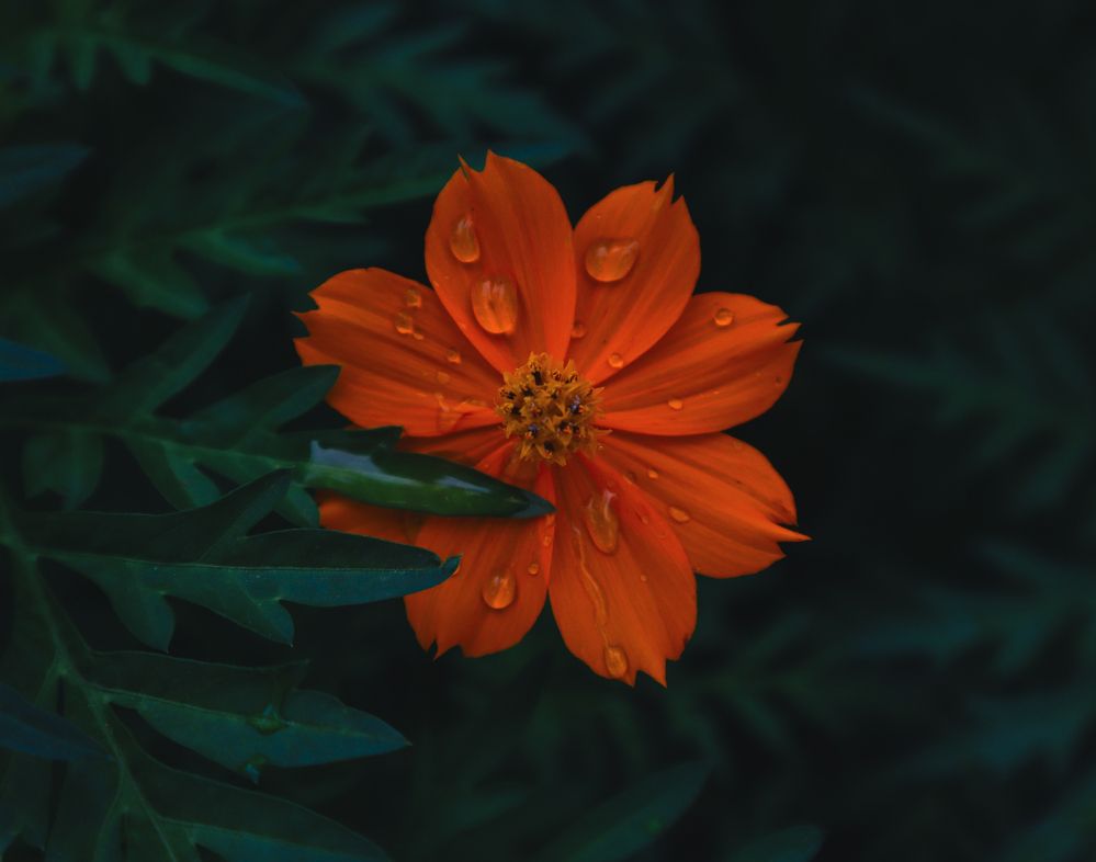 Photograph by Наиля Ахмедова