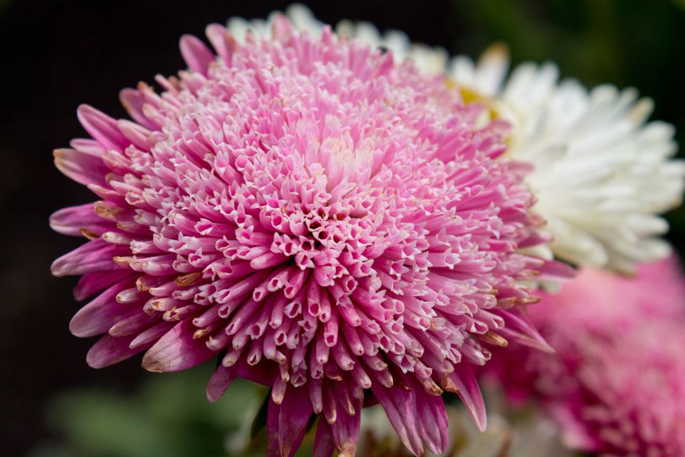 Фотография автора Дарья Рогозина