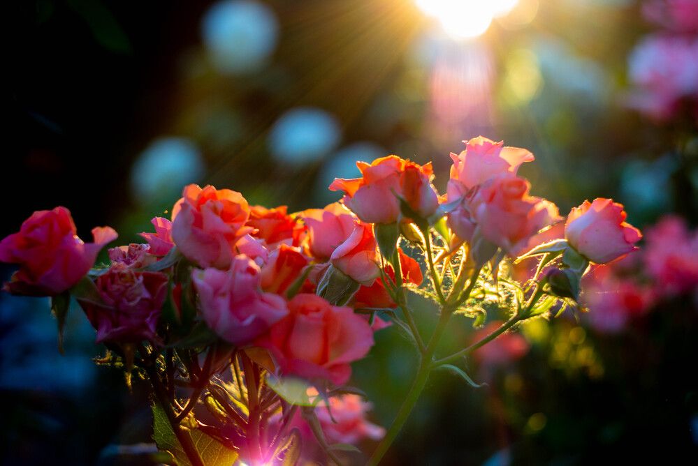 Photograph by Ольга Захарова