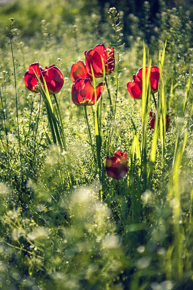 Одичавшие тюльпаны